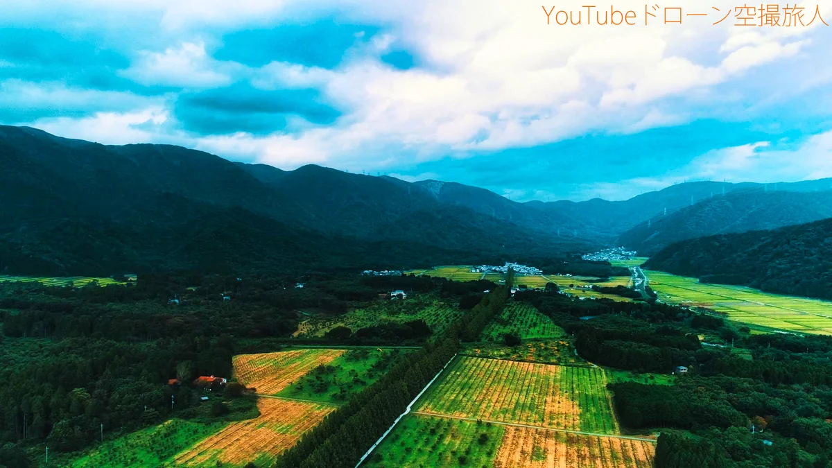 投稿写真：メタセコイア並木の絶景ドローン空撮｜綺麗な紅葉景色関西No1