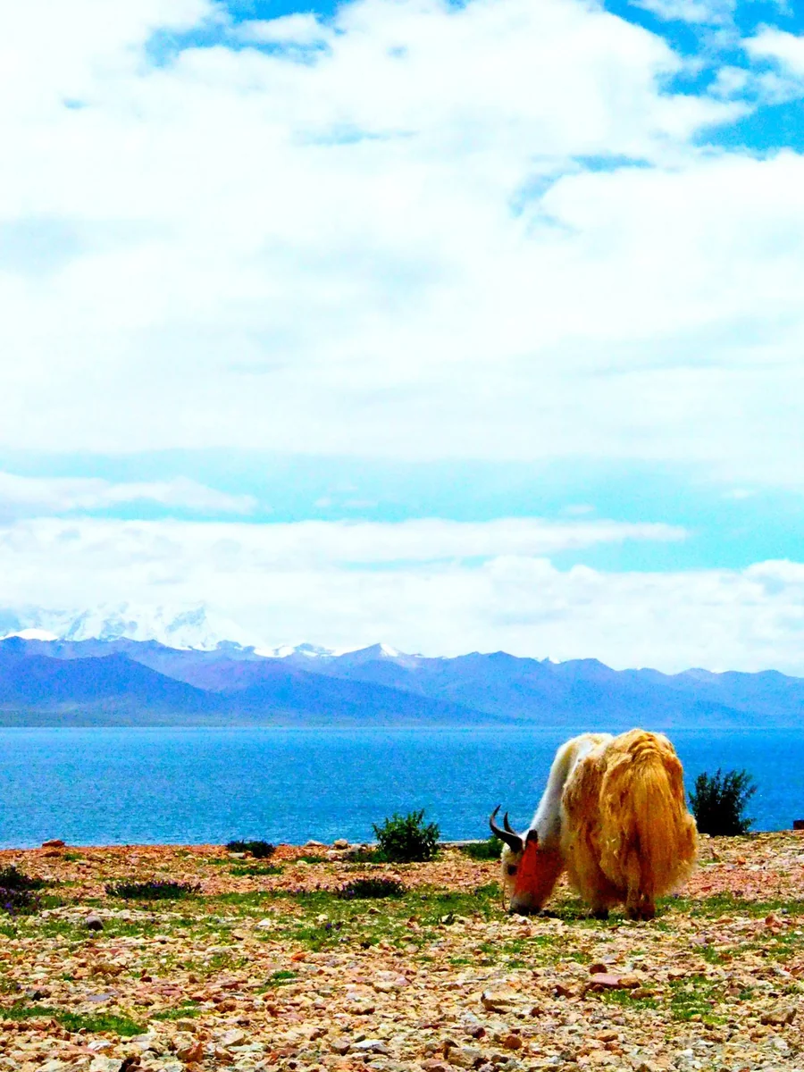 投稿写真：チベット　ナムツォ