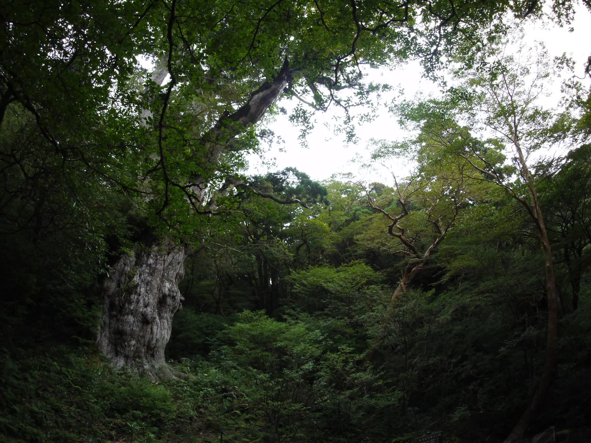 投稿写真：千年の森