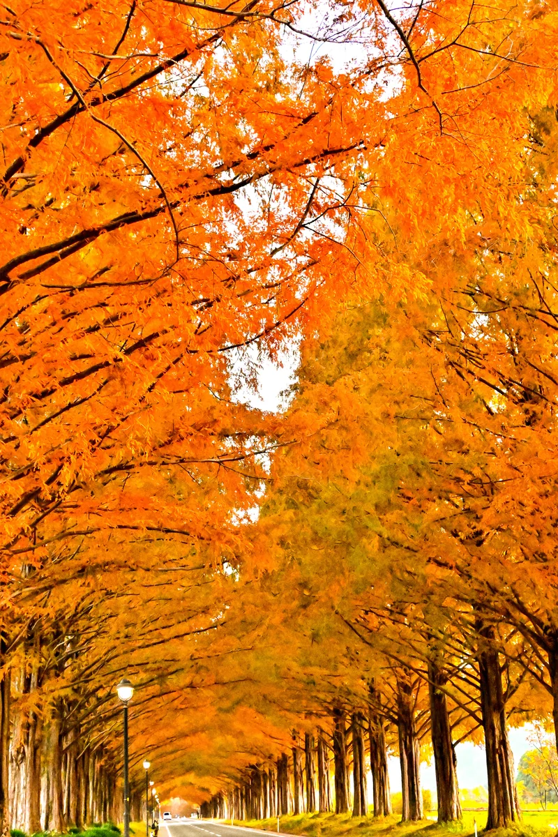 投稿写真：メタセコイア並木