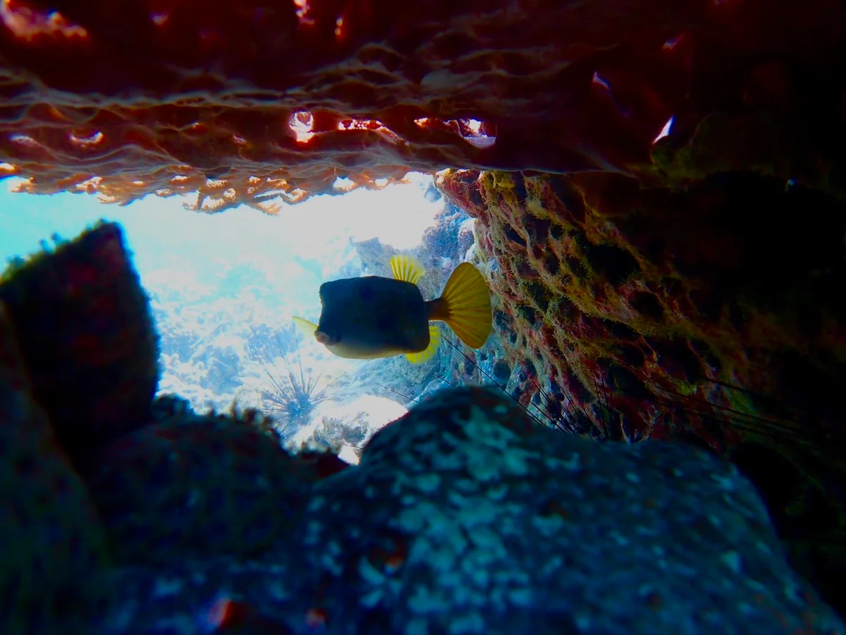 投稿写真：魚が冒険