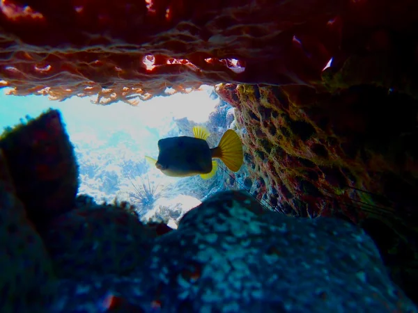 投稿：魚が冒険