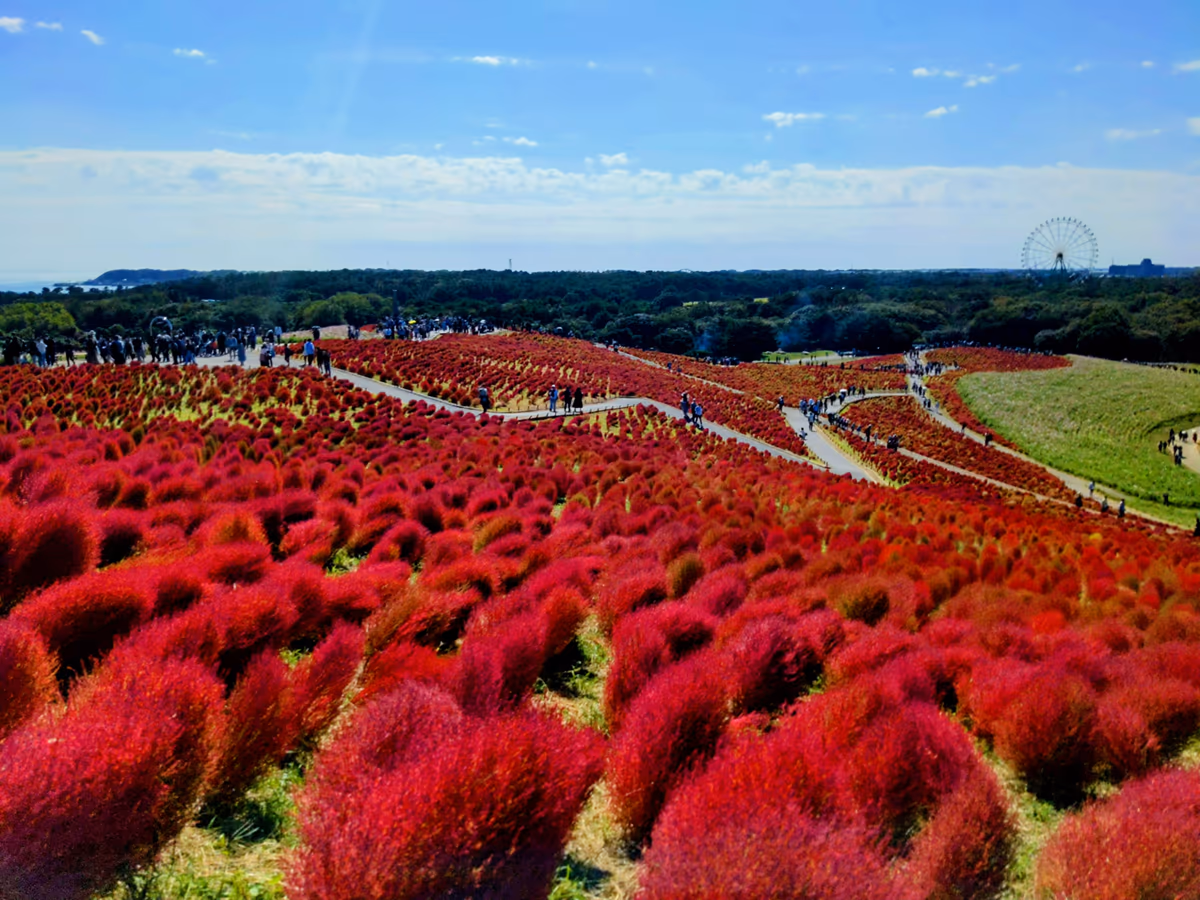 投稿写真：コキアの紅葉
