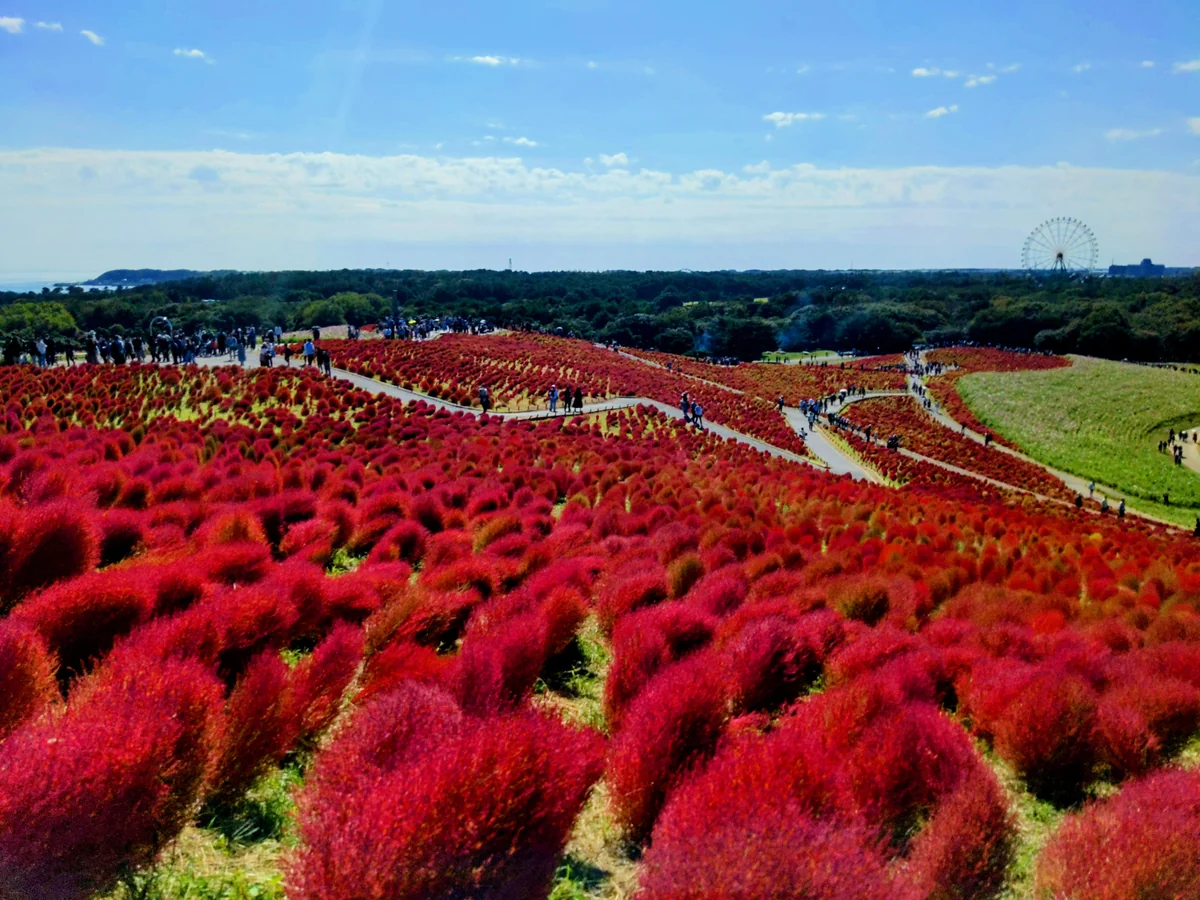 投稿写真：コキアの紅葉