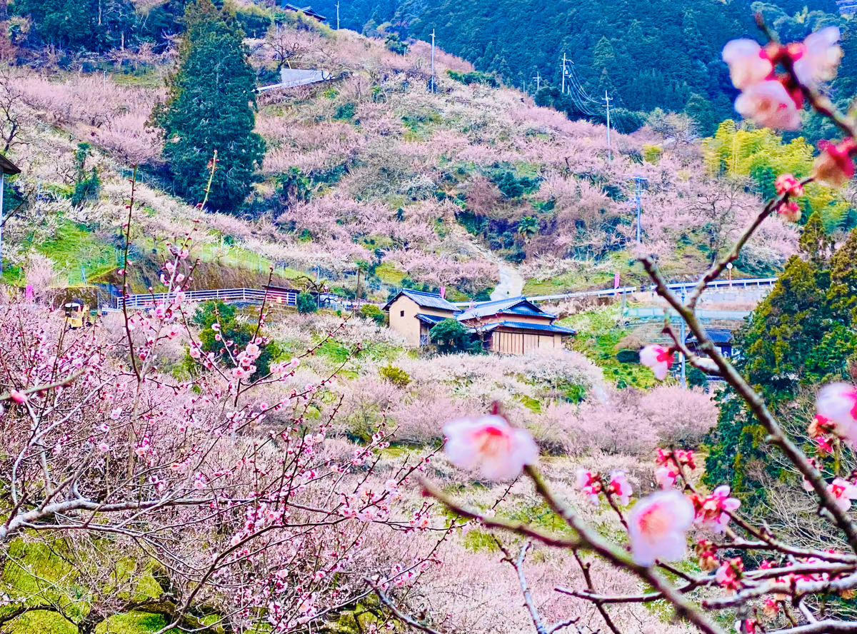 投稿写真：後世に残したい絶景❣️南朝の残り香漂う賀名生梅林