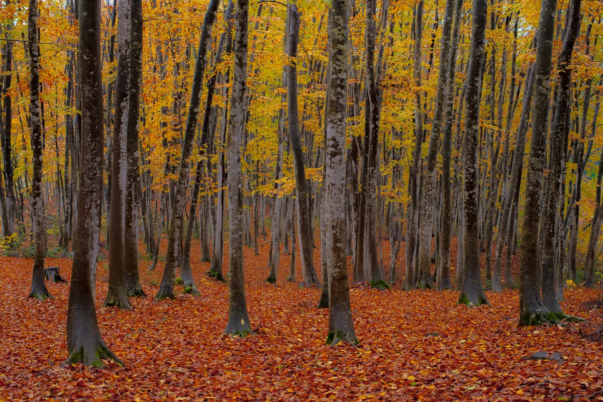 投稿写真：美人林の紅葉