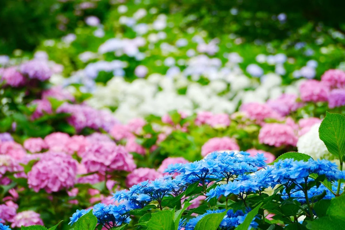 K Satine Jpさんの投稿写真