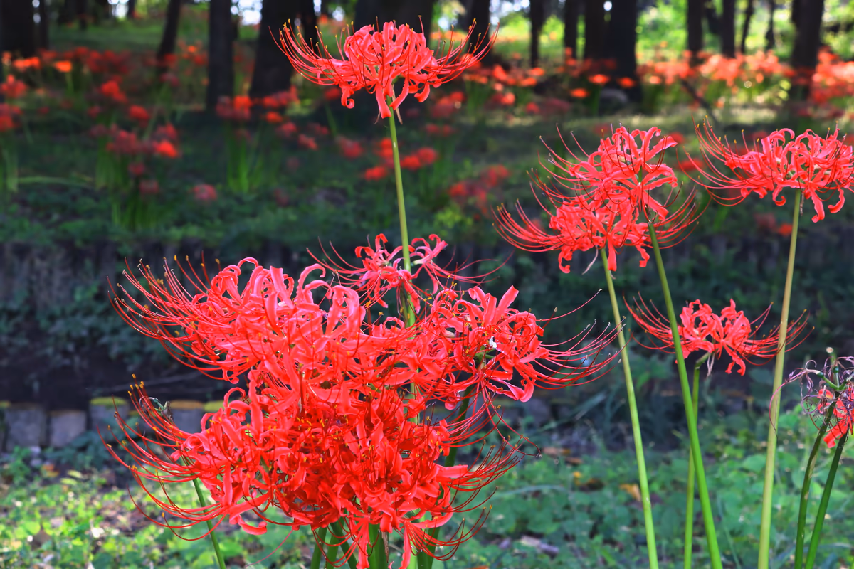 投稿写真：彼岸花の森