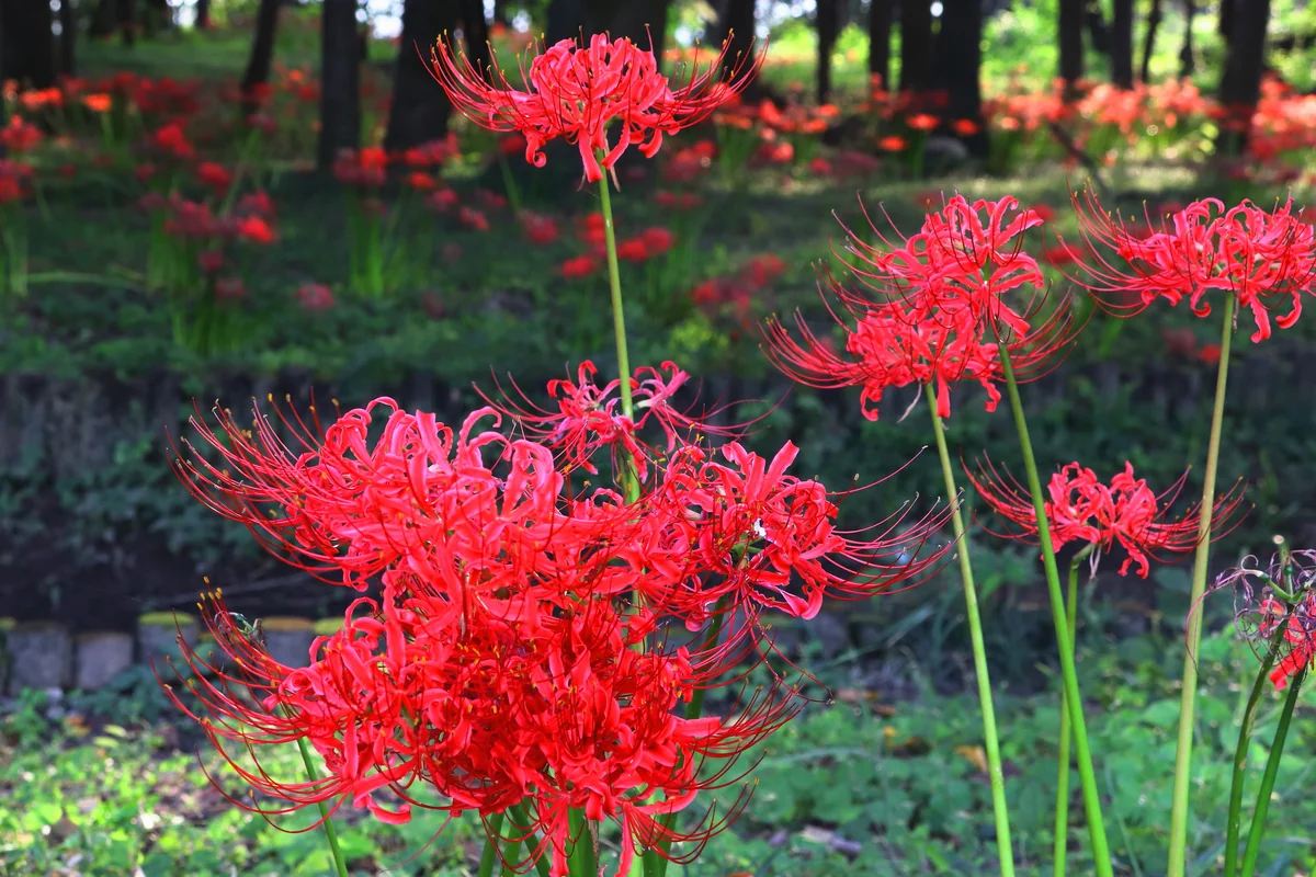 投稿写真：彼岸花の森