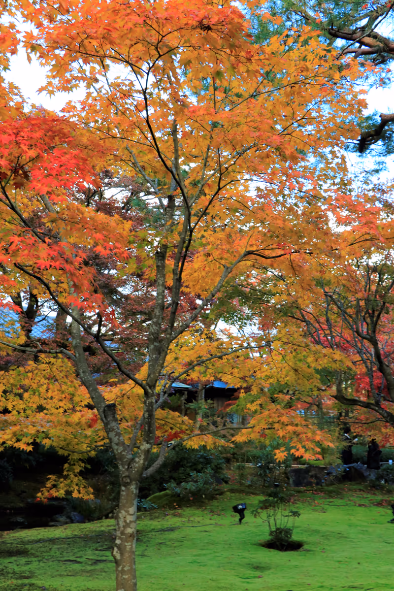 投稿写真：苔の絨毯