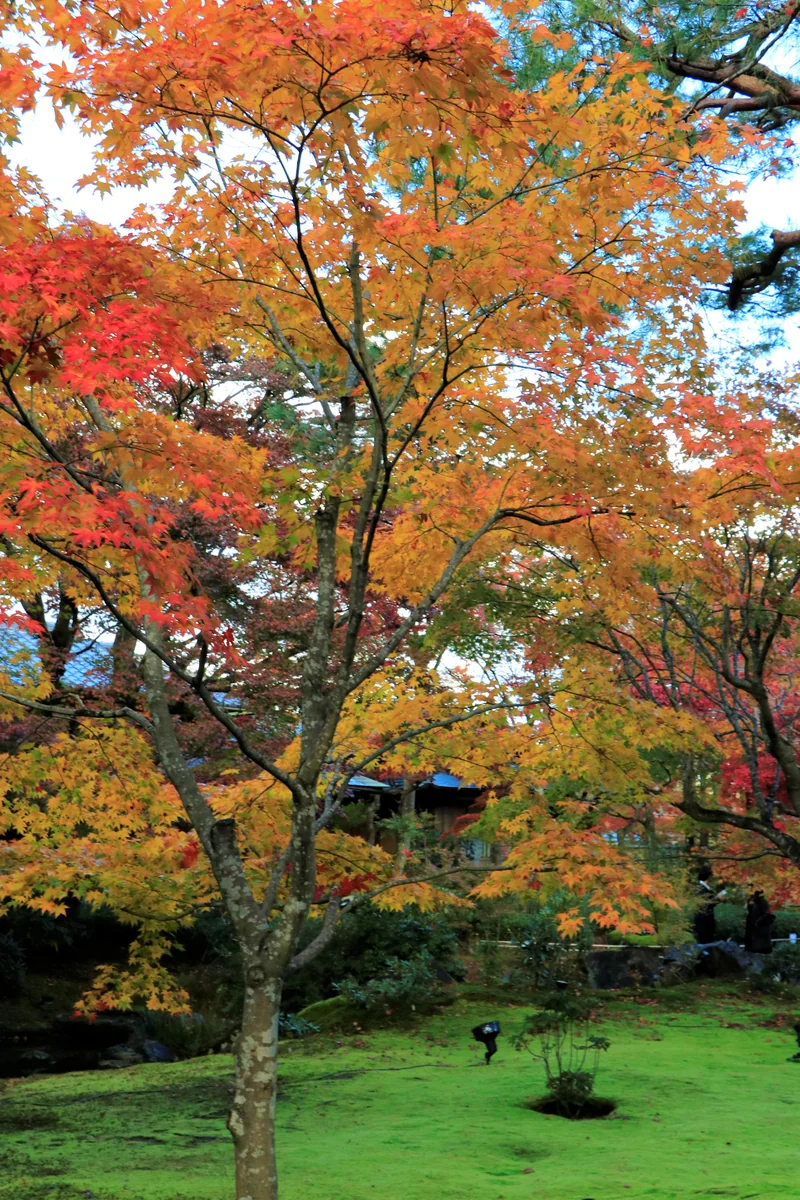 投稿写真：苔の絨毯
