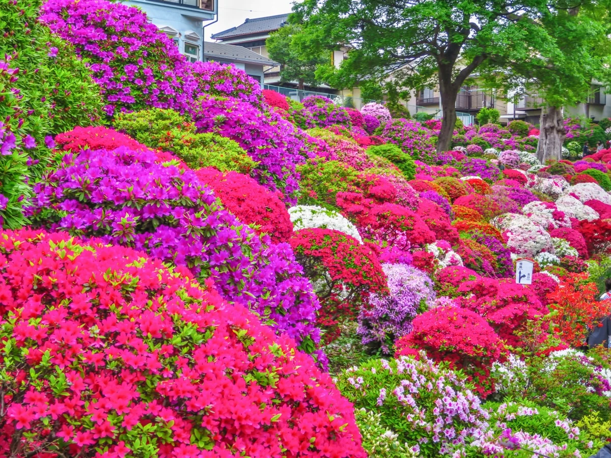 投稿写真：色とりどりのツツジ