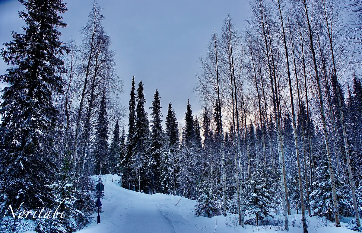 投稿写真：Luostoの森