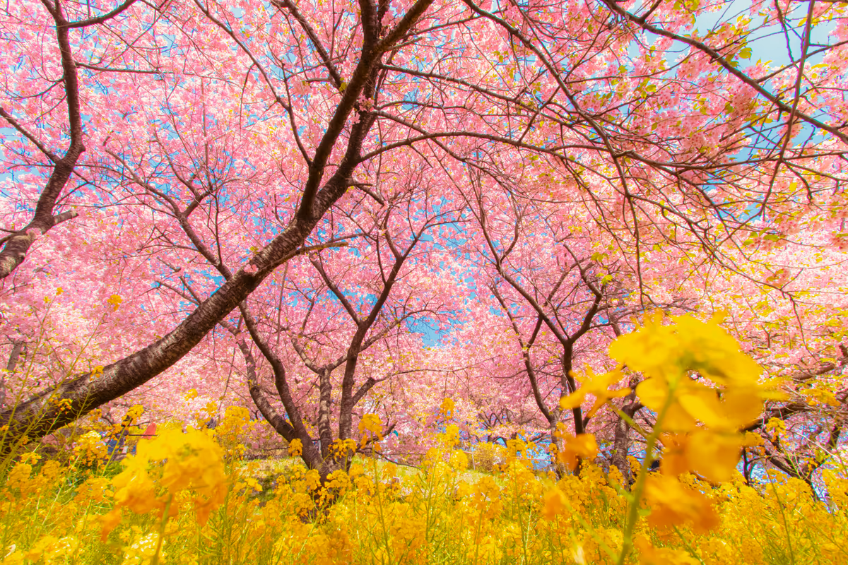 投稿写真：河津桜と菜の花