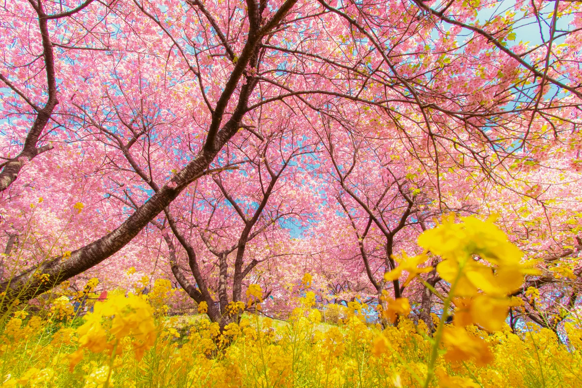 投稿写真：河津桜と菜の花