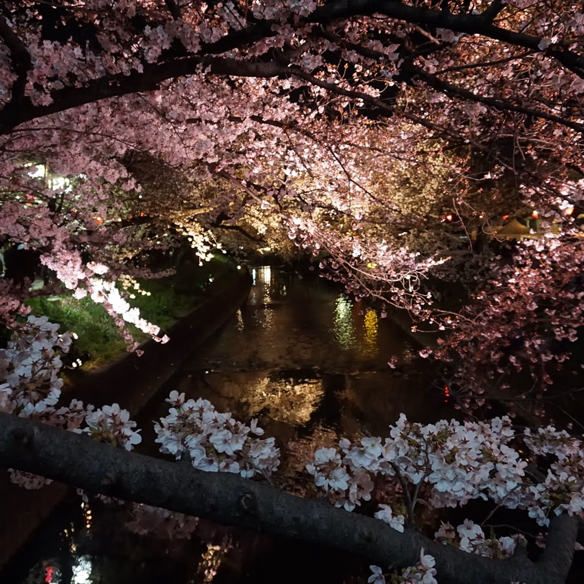 投稿写真：咲き誇る夜桜