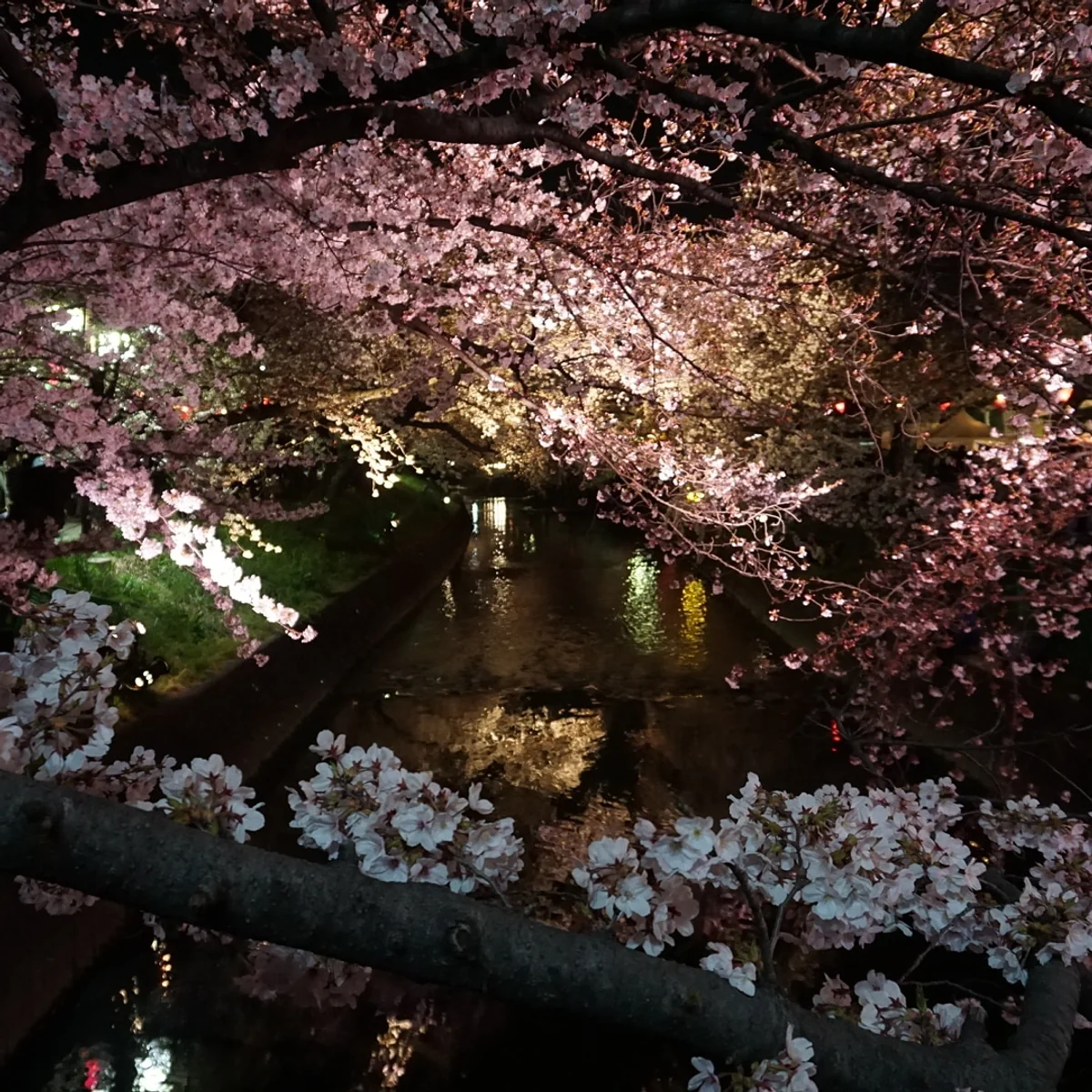 投稿写真：咲き誇る夜桜