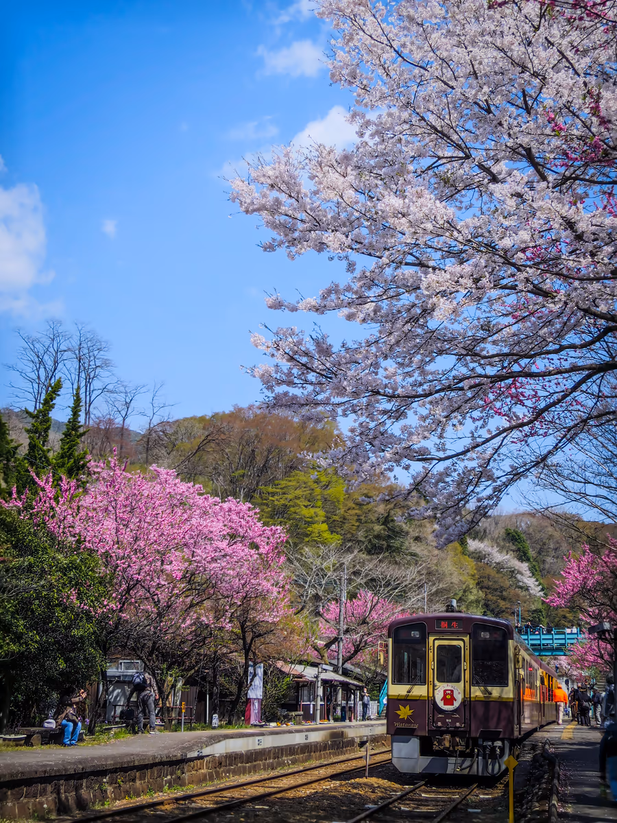 投稿写真：春爛漫の駅に停まるトロッコわっしー号