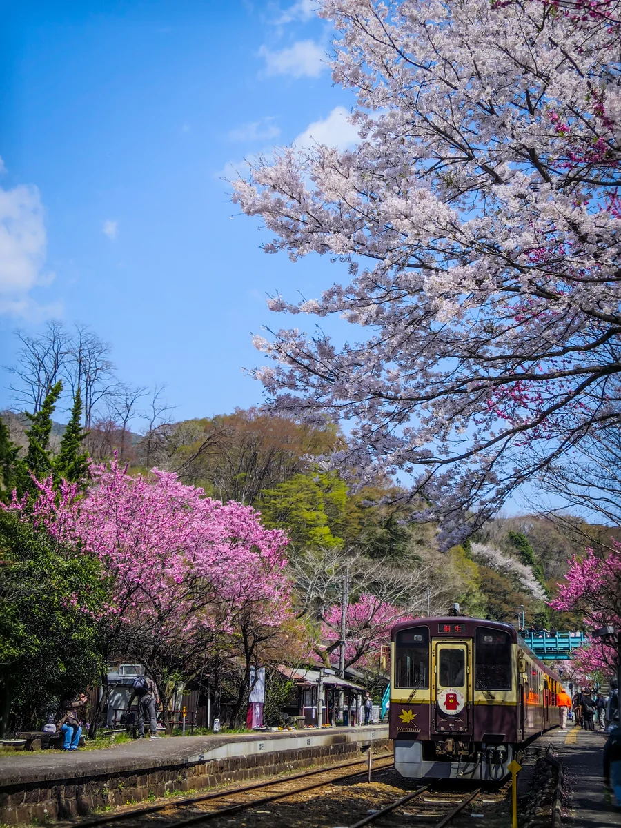 投稿写真：春爛漫の駅に停まるトロッコわっしー号