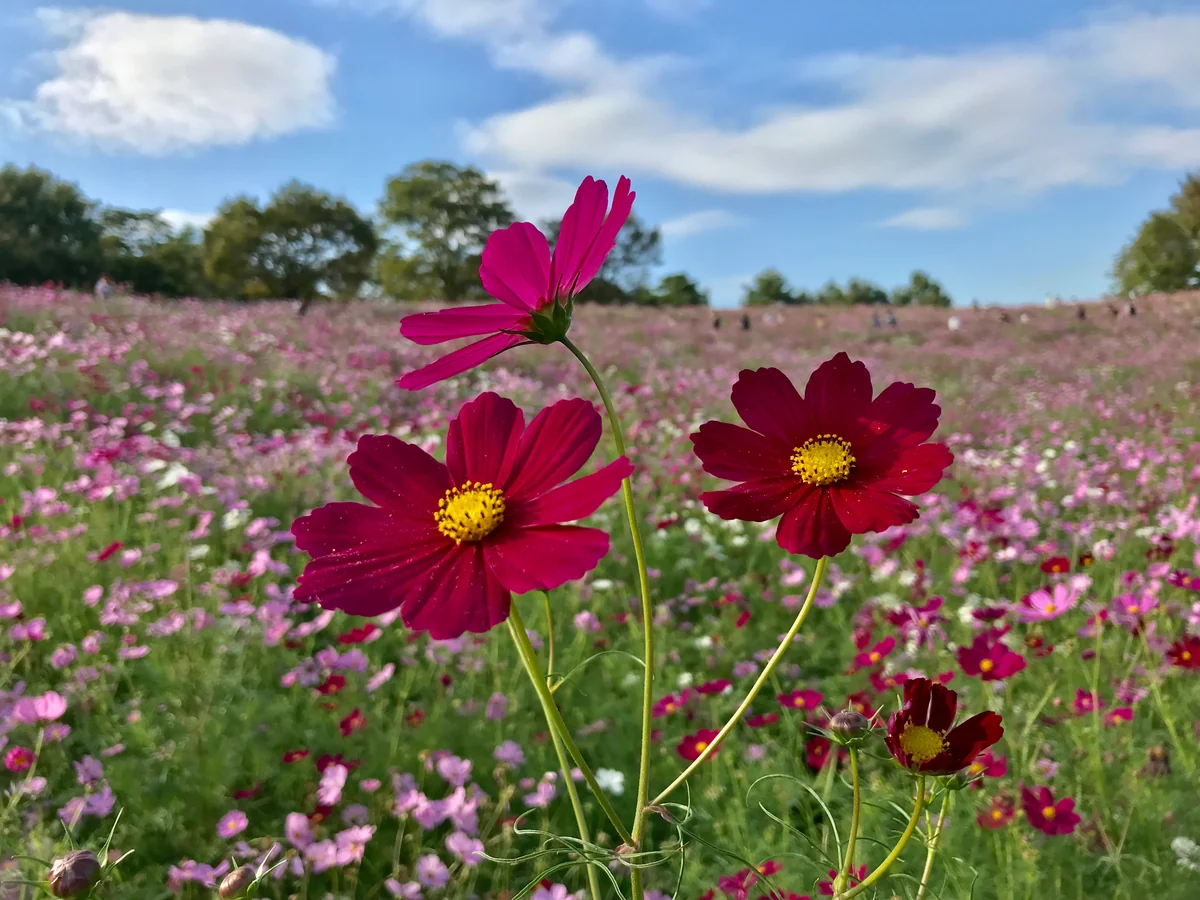 投稿写真：コスモス畑