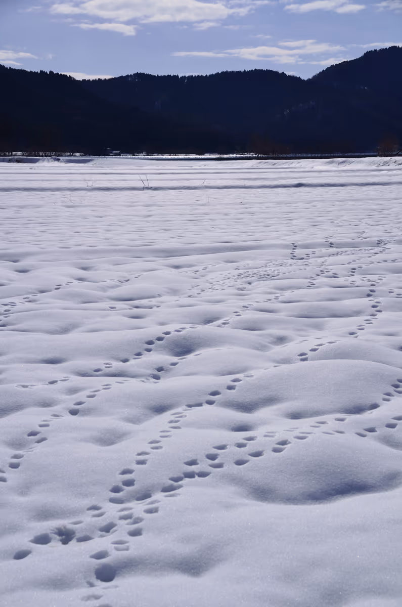 投稿写真：雪の余呉湖