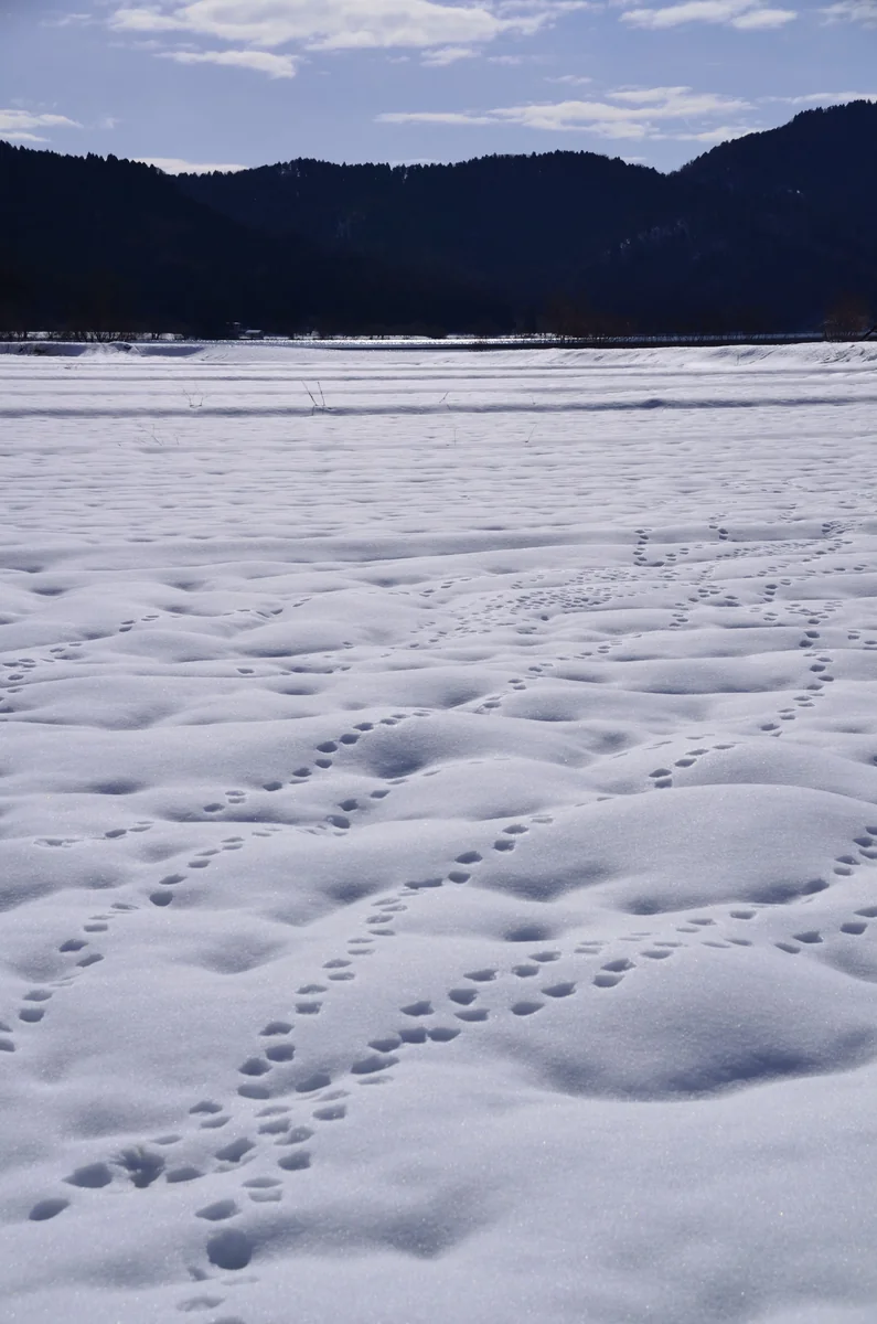 投稿写真：雪の余呉湖