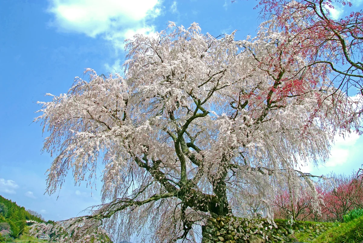 投稿写真：春の音楽