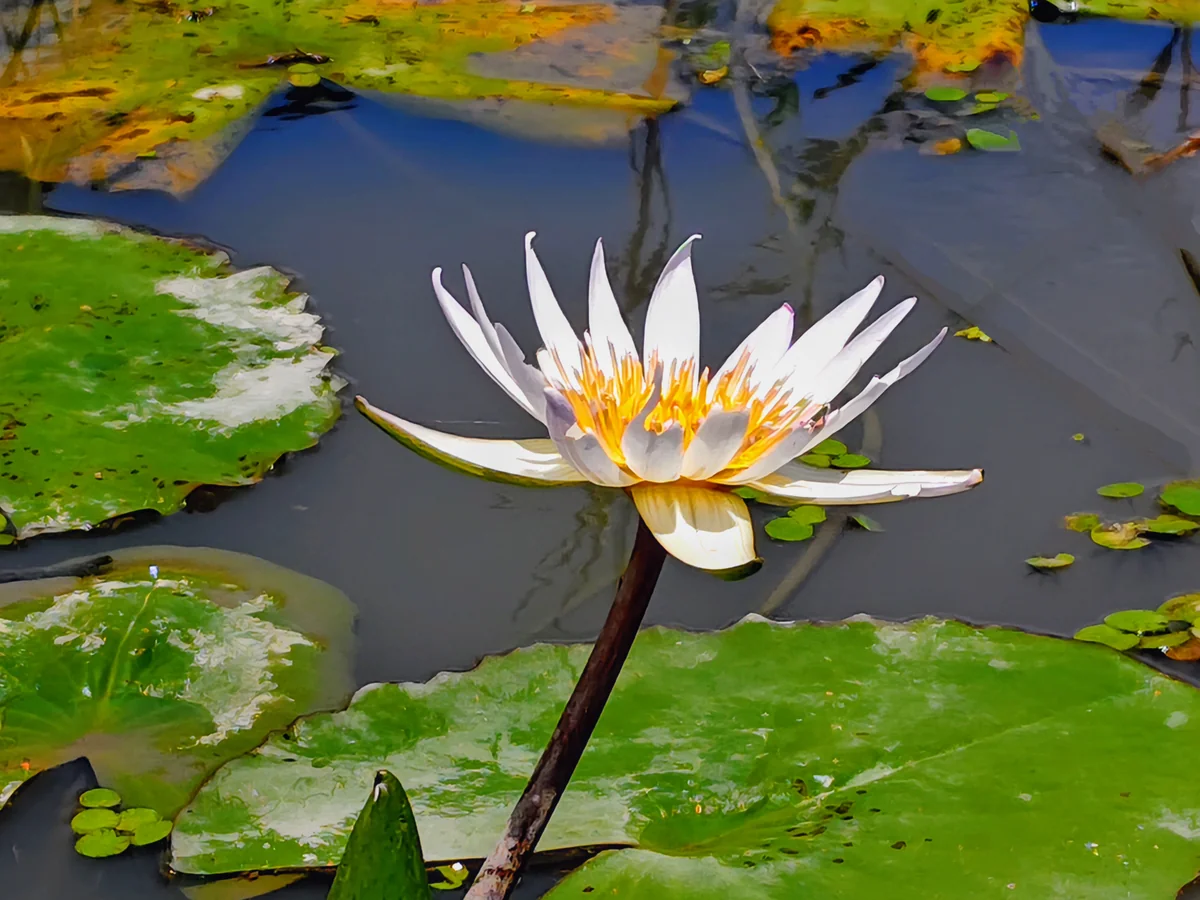 投稿写真：真夏の始まり