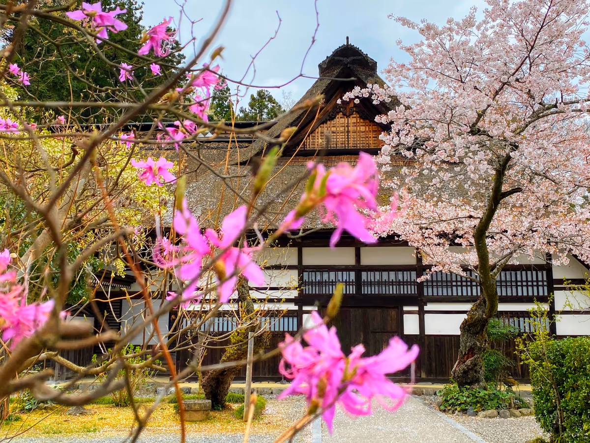 投稿写真：桜コラボ🌸