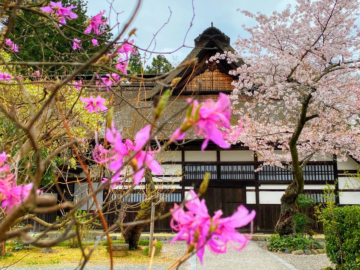 投稿写真：桜コラボ🌸