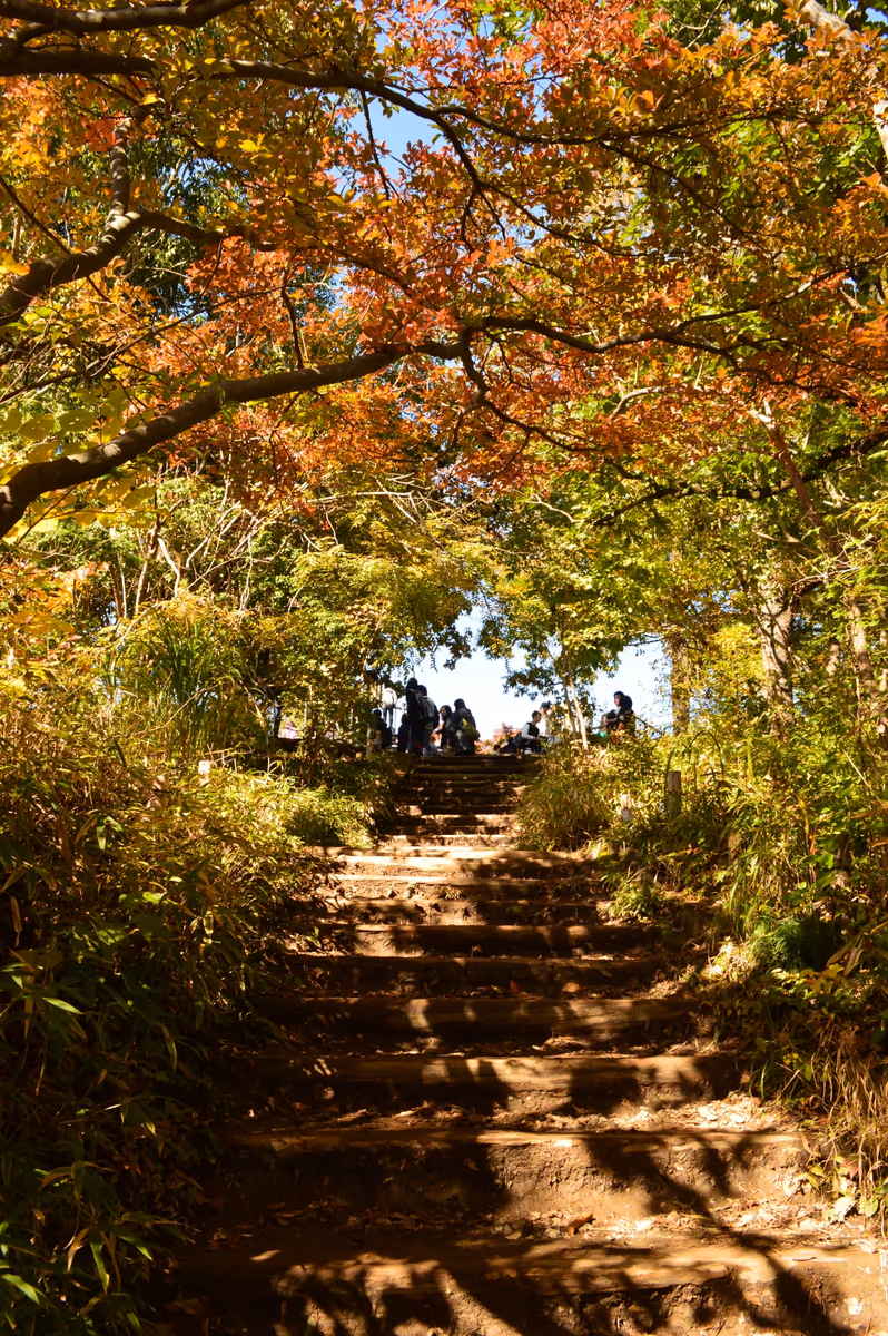 投稿写真：高尾山山頂に登る道