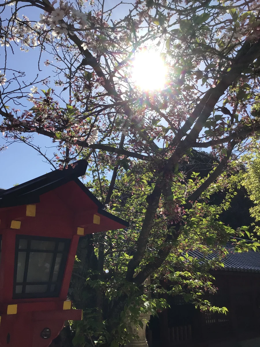 投稿写真：春の陽射し