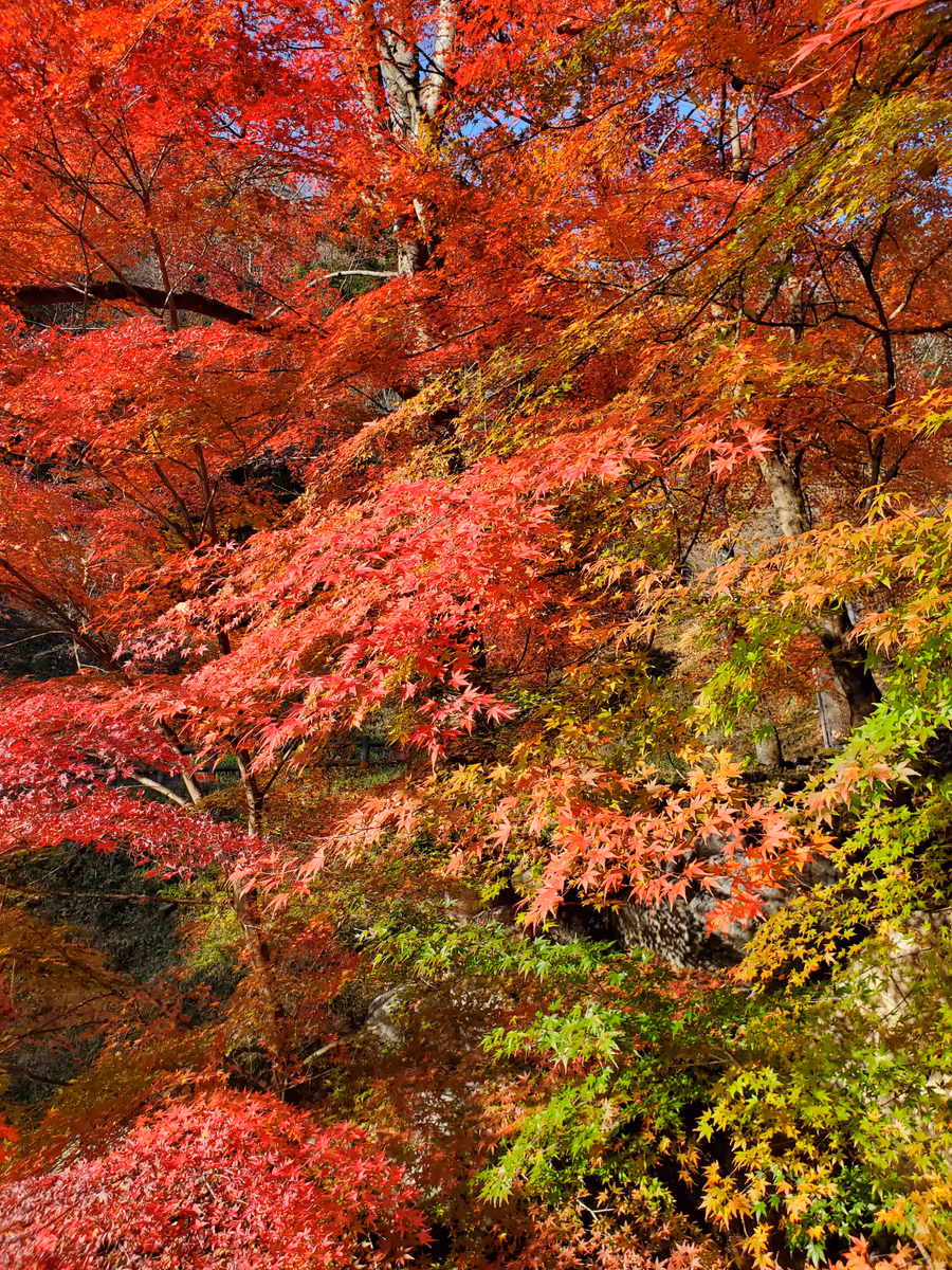 投稿写真：飛騨の紅葉