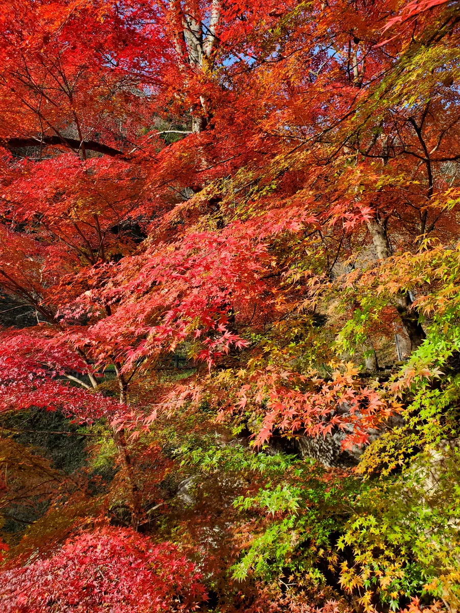 投稿写真：飛騨の紅葉