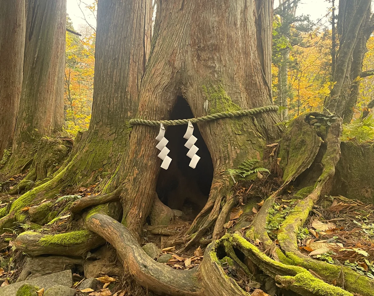 投稿写真：戸隠神社奥宮社叢