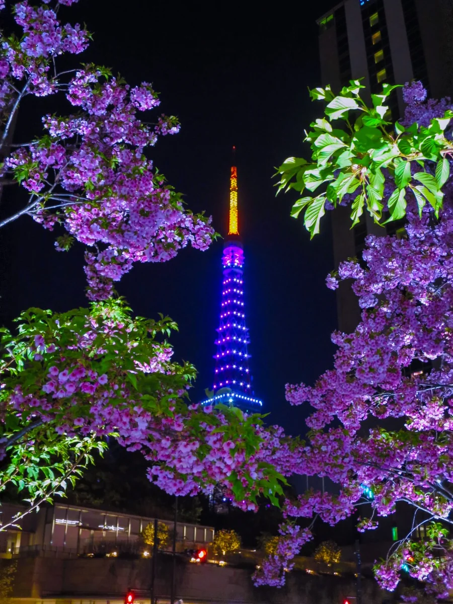 投稿写真：河津桜と東京タワー