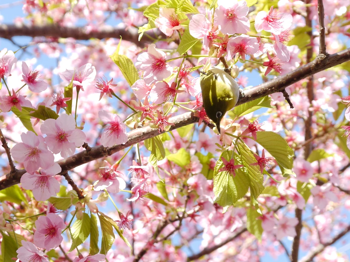 投稿写真：早めの春