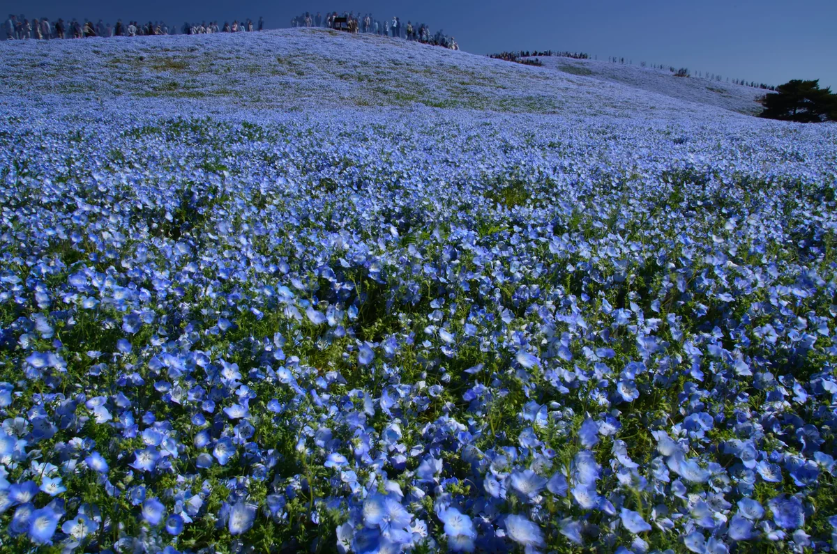 投稿写真：ひたちの国の青い花