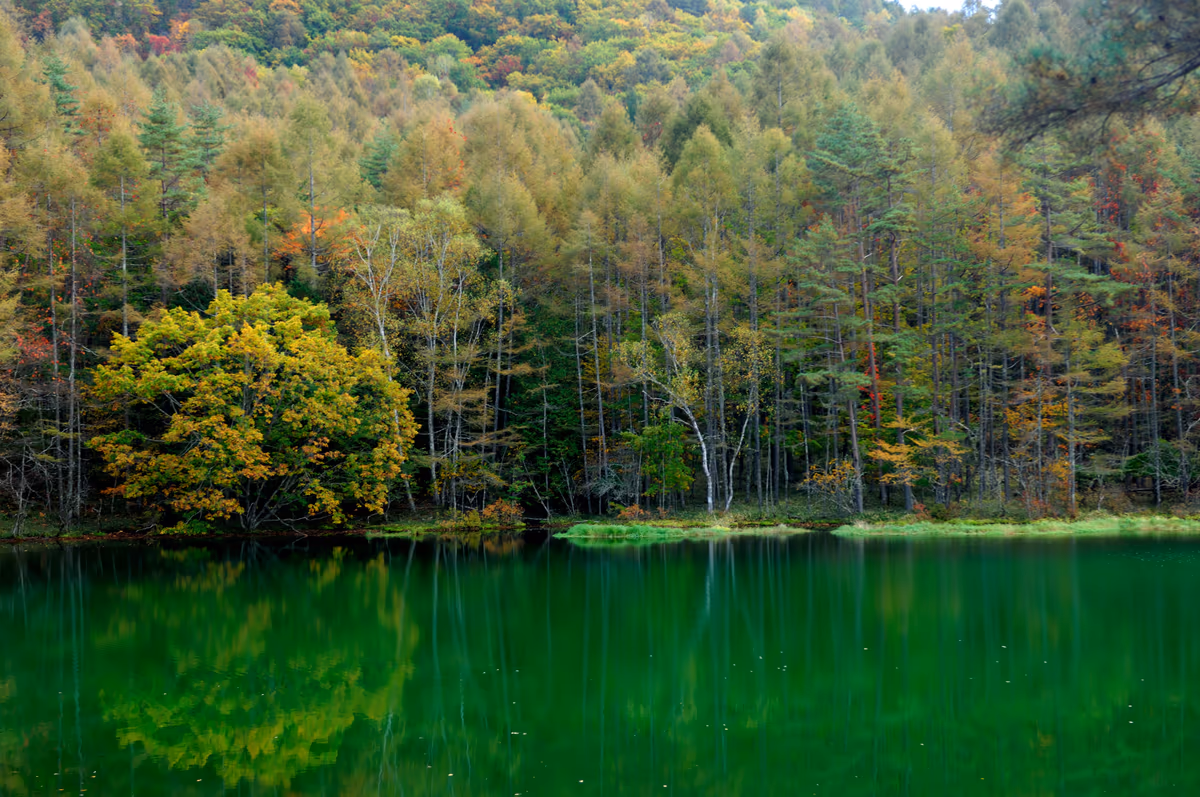 投稿写真：御射鹿池に迫る紅葉