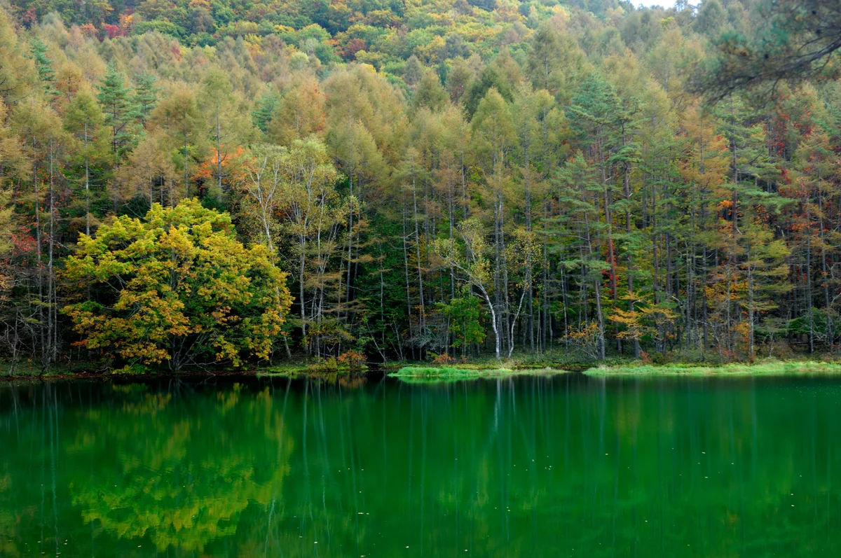 投稿写真：御射鹿池に迫る紅葉