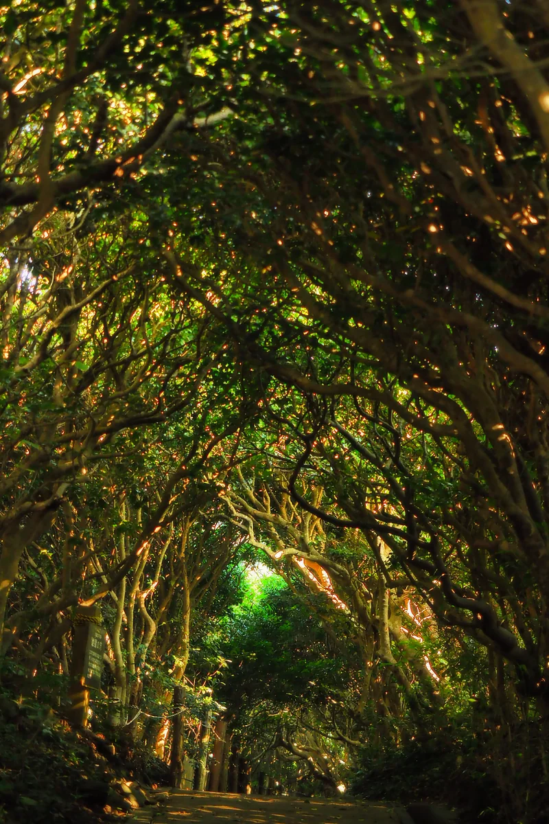 投稿写真：夏の木陰道