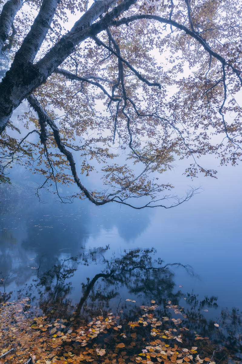 投稿写真：夢想