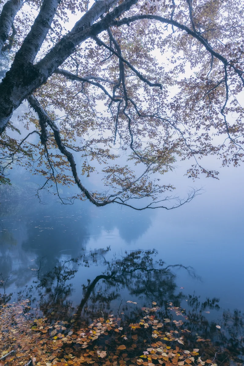 投稿写真：夢想