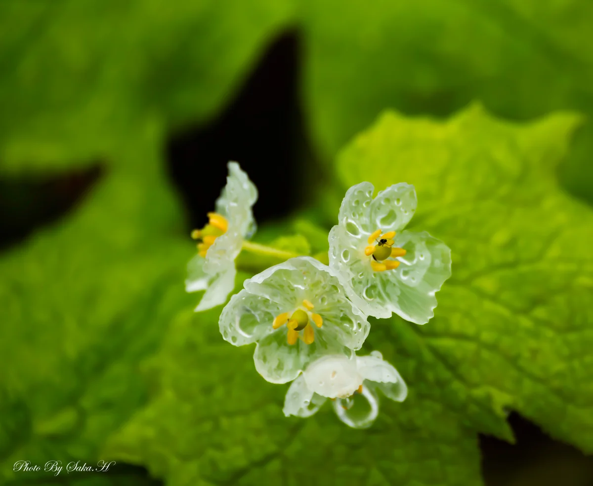 投稿写真：スケルトンフラワー