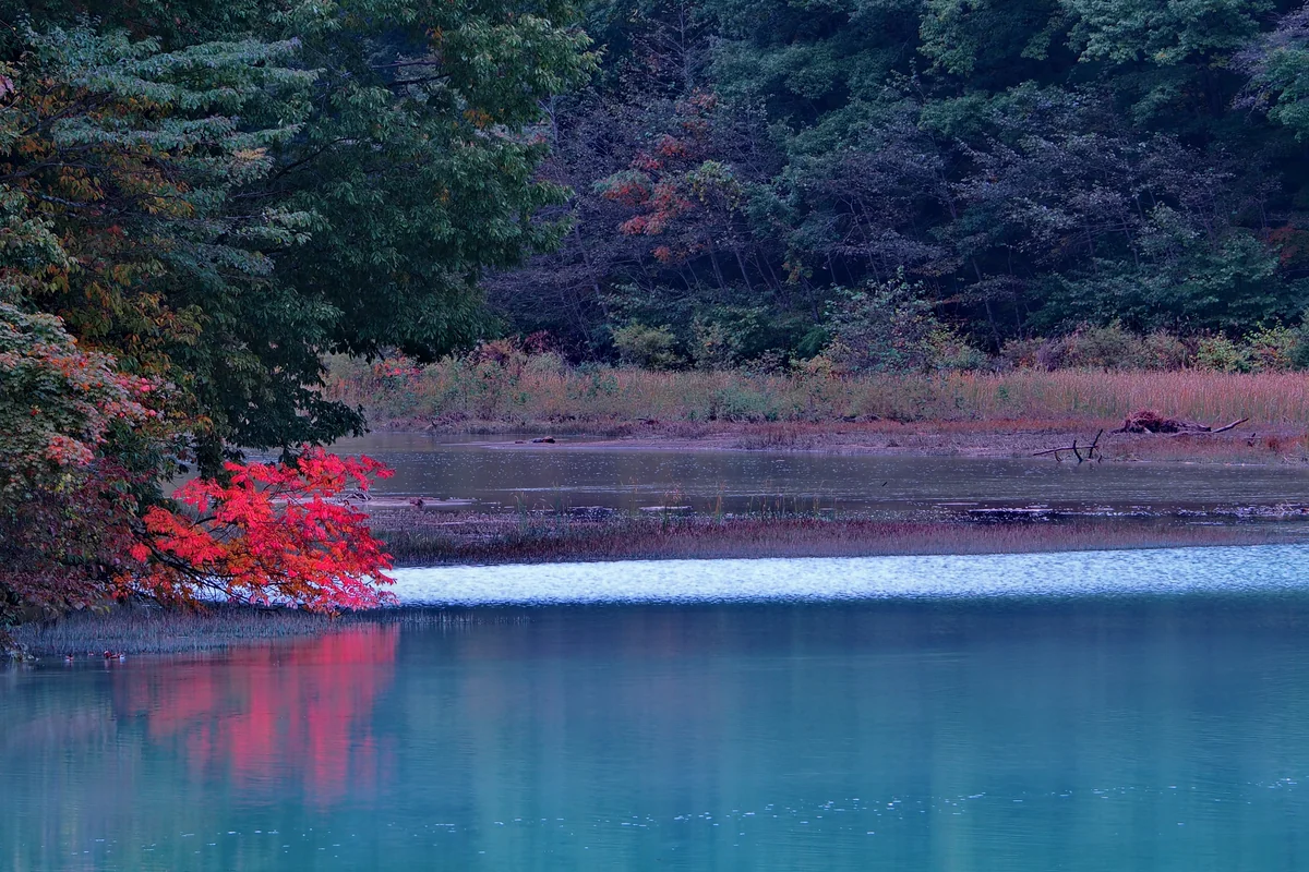 投稿写真：ダム湖と紅葉