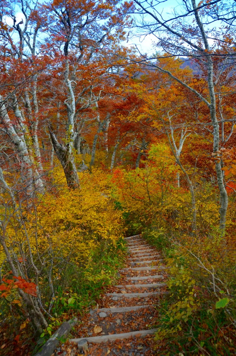投稿写真：秋の登山道