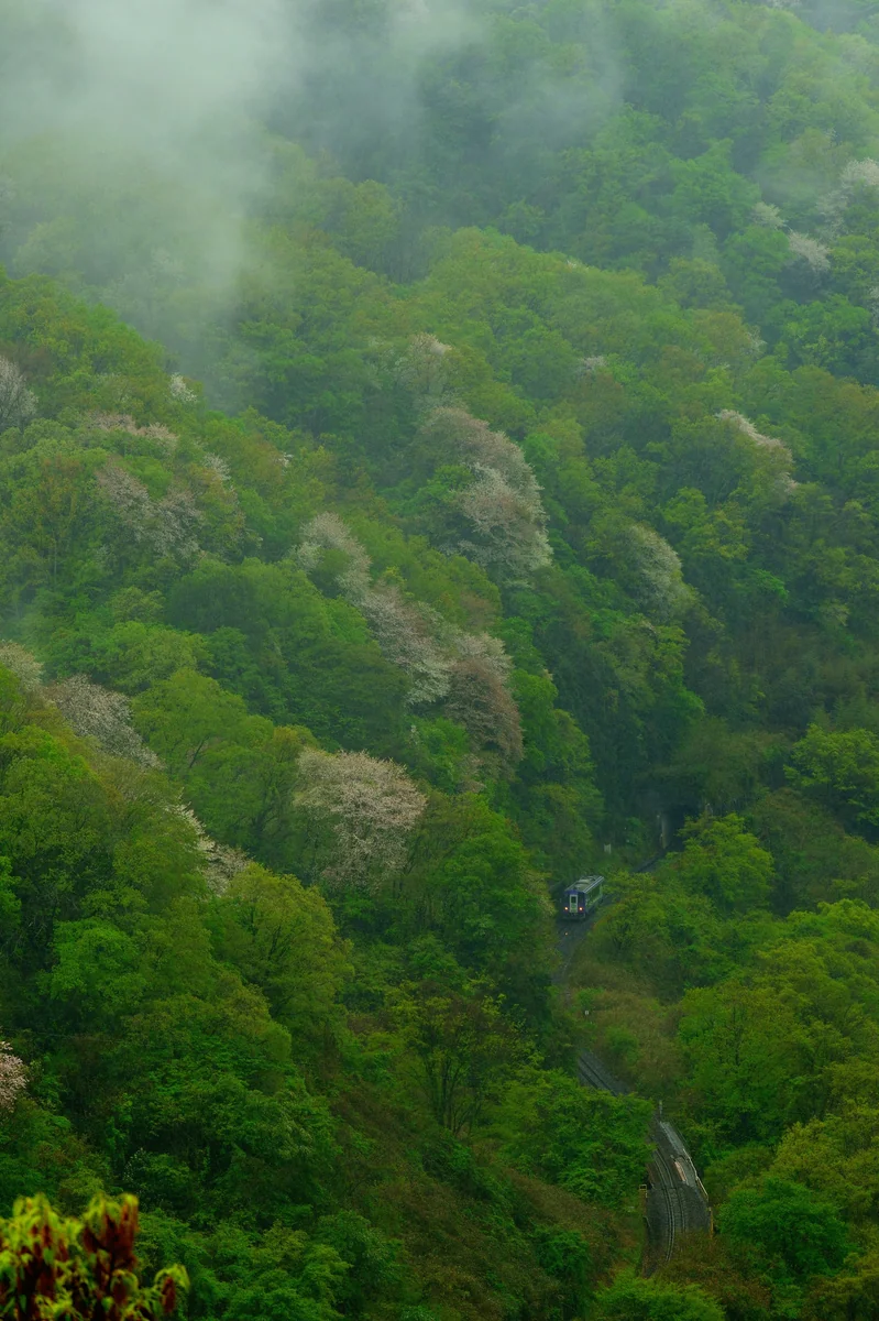 投稿写真：山桜