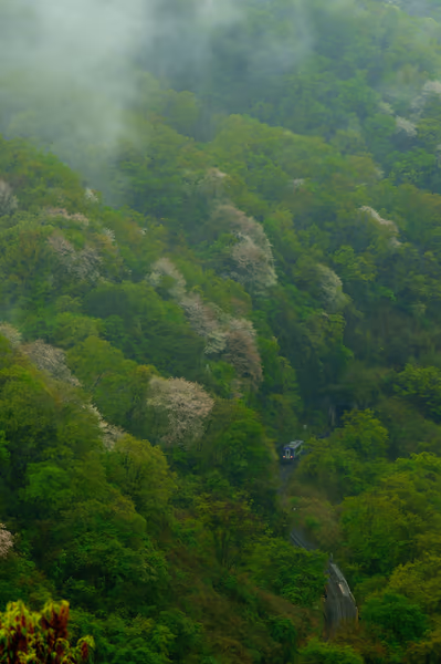 投稿：山桜