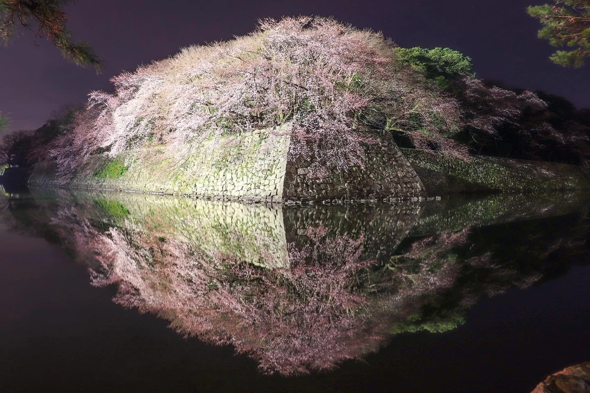 投稿写真：彦根城