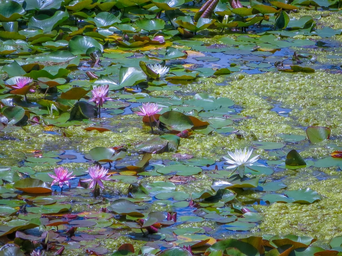 投稿写真：スイレン